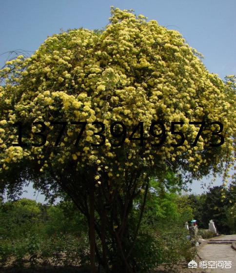 爬藤月季花的栽培:网购了藤本月季和木香花，要怎么栽培？用什么土？