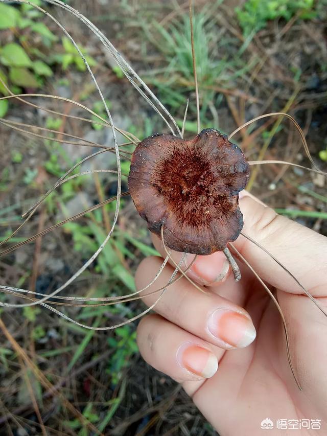 蘑菇种类,松树林里都会有哪些蘑菇？