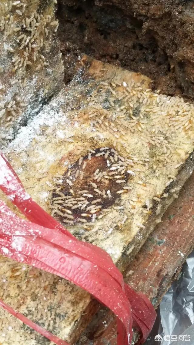 新野白蚁怎么消灭才干净电话:家中有白蚁，用灭蚊药不能除尽，有什么方法消灭它？