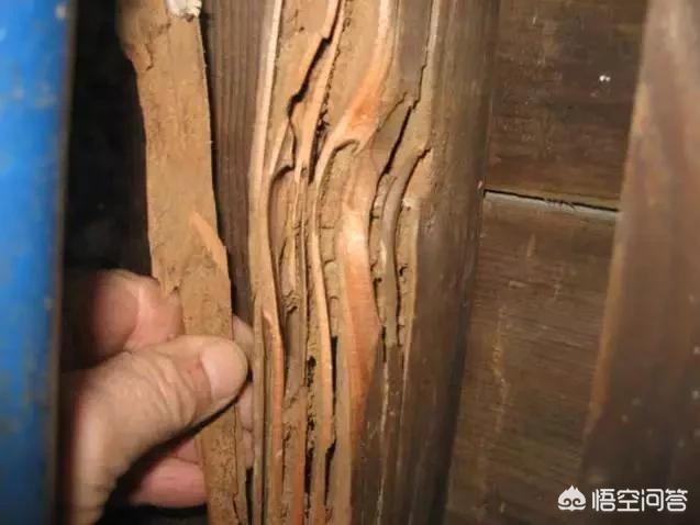 新野白蚁怎么消灭才干净电话:家中有白蚁，用灭蚊药不能除尽，有什么方法消灭它？