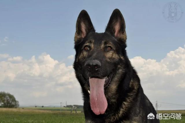 北京德国牧羊犬北京德国牧羊犬:德国牧羊犬协会是一个怎样的组织？