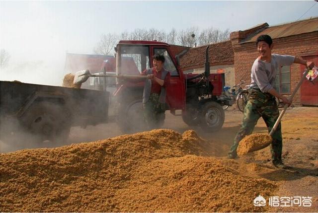 病弱反派饲养指南:给牛喂酒糟的时候应注意哪些问题？