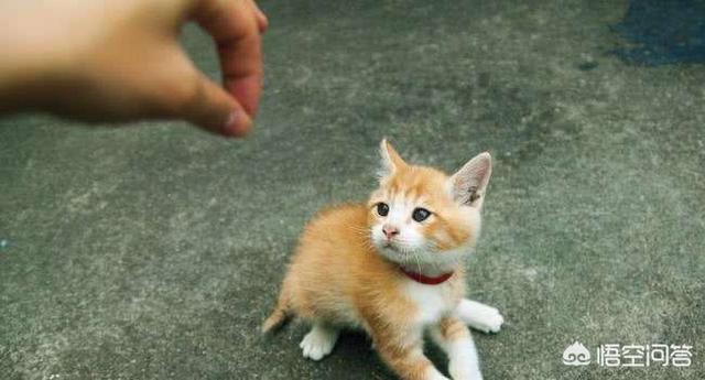 猫救小主人:老人用绳吊7岁孙子下楼救猫，同是生命做法值得吗？