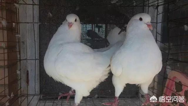 信鸽饲料配制:鸽子吃什么下蛋快，鸽子吃什么食物好？