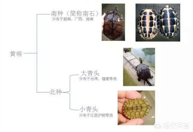 龟的种类及产地:茶的种类及产地 有人给解释一下黄喉龟的品种划分么？