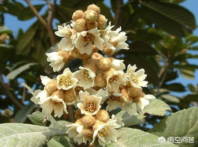 头条问答 农村老人喜欢收集枇杷花 枇杷花有什么作用呢 花腰妹的回答 0赞