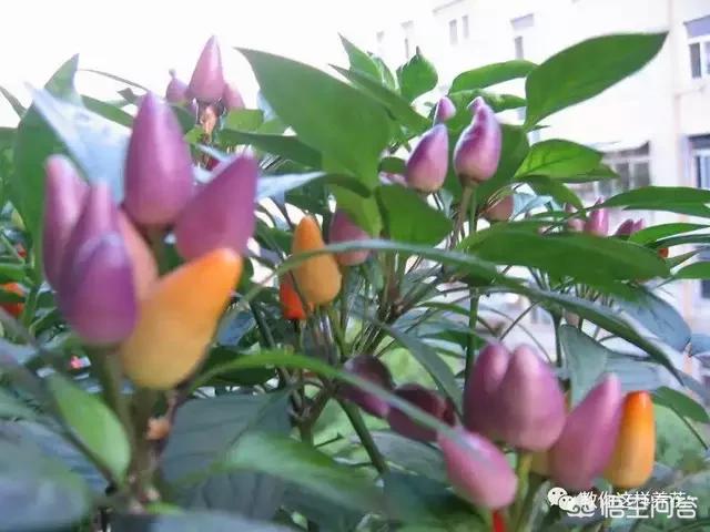 什么是蓝颜？