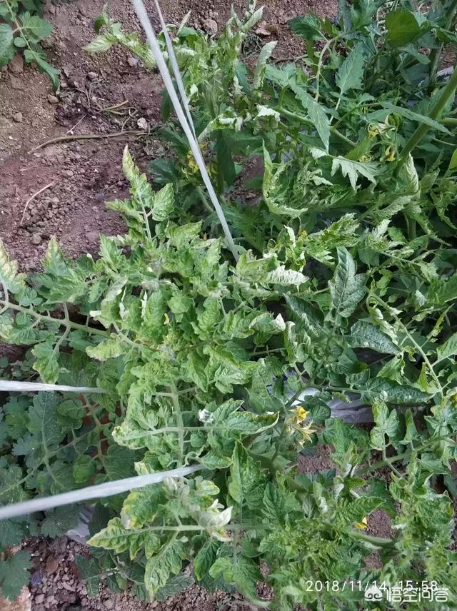 番茄蕨叶病毒病主要症状和防治方法是什么?-小高教学网