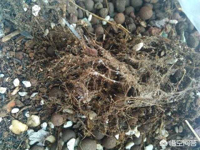 黑色介壳虫怎么根除:根粉介壳虫怎么根除 如何消灭花卉上的根粉蚧？