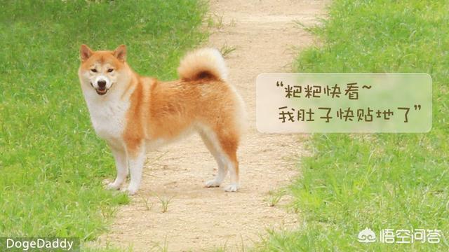头条问答 柴犬吃的太多而且便秘怎么办 9个回答