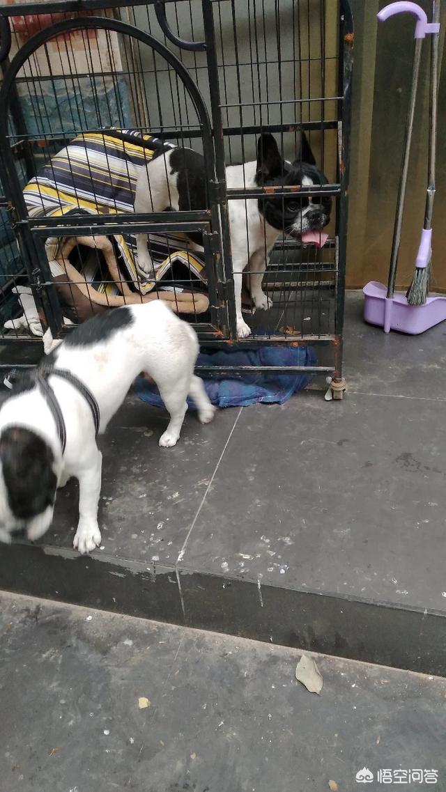法国斗牛犬吧:为什么有的人说法国斗牛犬难养？养它有什么烦恼吗？