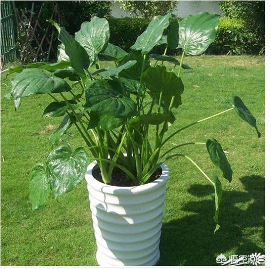滴水观音图片:有一种叫“滴水观音”的花可否适合在家养？有讲究吗？