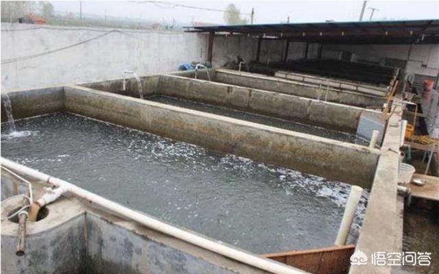 花鳗鲡池塘养殖的效果:水泥池养泥鳅效果如何，泥鳅养殖前景怎样？