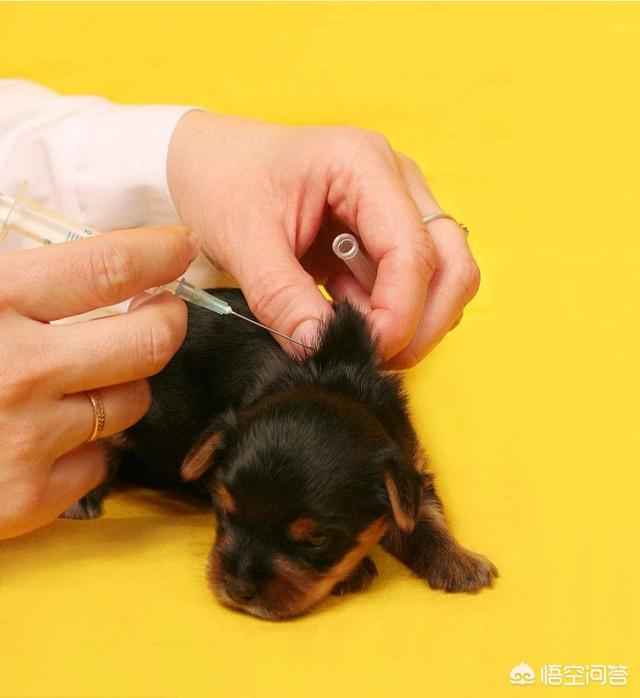 幼犬四联疫苗有哪些:小狗两个月大要打什么针？