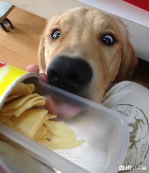 金毛狗狗图片:金毛犬真的暖吗？金毛犬会有什么样的缺点？