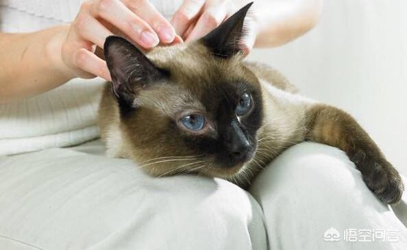 猫咪视频:为什么刚买来的小猫上一秒还活蹦乱跳，下一秒就开始补觉不理人？