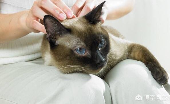 可爱的小猫咪:为什么刚买来的小猫上一秒还活蹦乱跳，下一秒就开始补觉不理人？