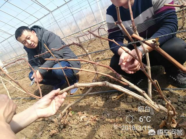 南方葡萄种植技术大全:葡萄设施栽培一年二熟的技术是怎样的？