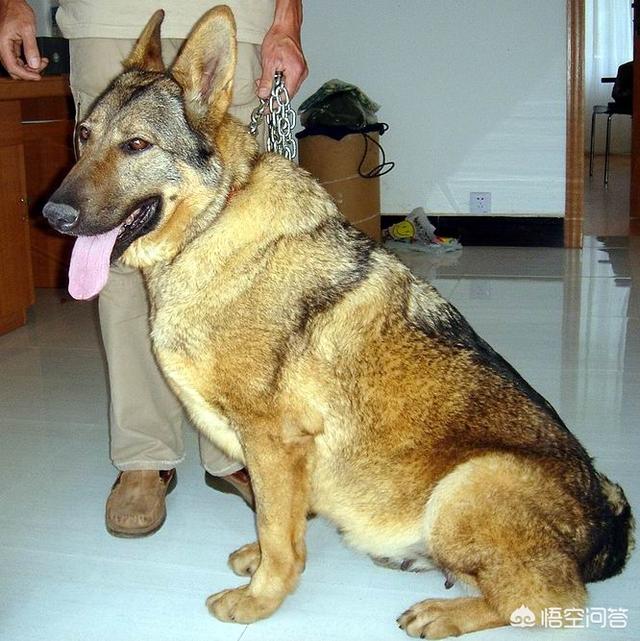 战斗力最强的狗:你觉得哪一种狼犬的战斗力最强？有何依据？