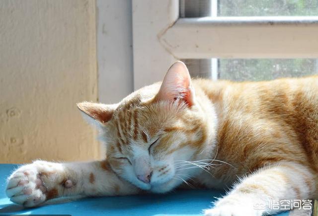 墙壁猫爬架:如何让猫咪拥有一身漂亮毛发？