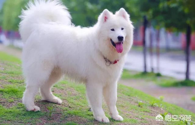 雪橇三傻的传奇:哈士奇真的喜欢吃苦瓜吗？