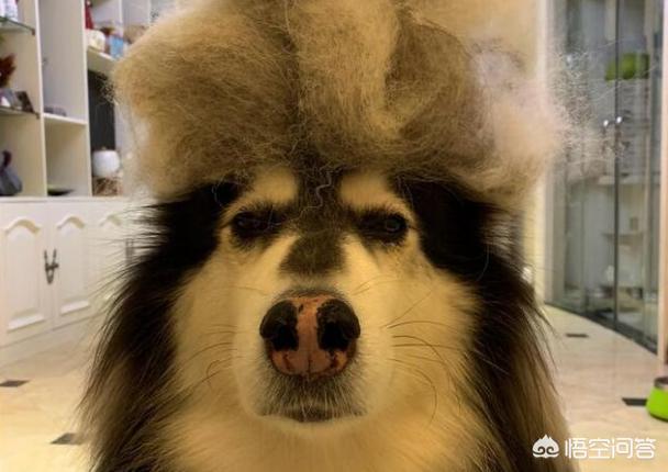 阿拉斯加犬性格脾气:饲养阿拉斯加犬，有什么危害？ 阿拉斯加犬的脾气