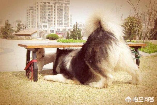 阿拉斯加犬性格脾气:饲养阿拉斯加犬，有什么危害？ 阿拉斯加犬的脾气