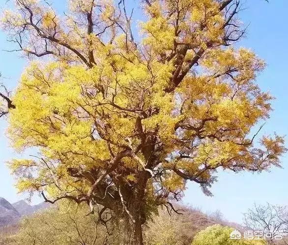 这个季节石家庄还能去哪玩？