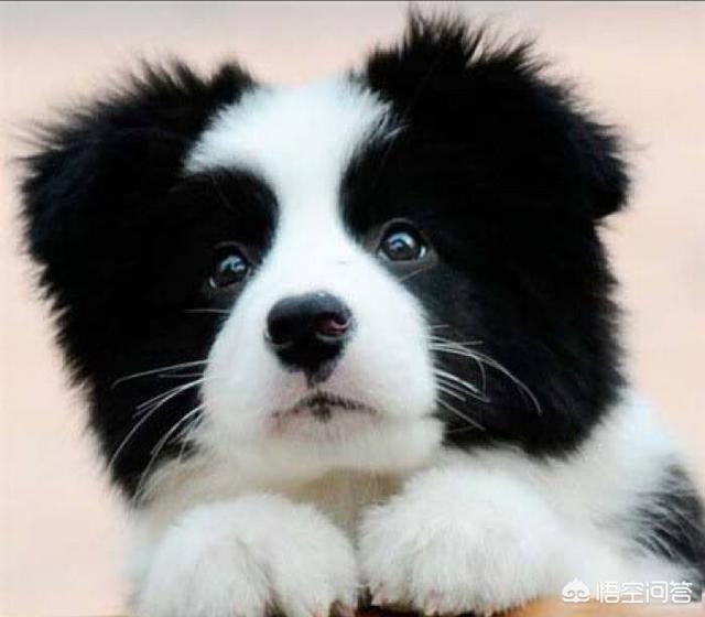 狗狗冲冲冲边牧:喜欢聪明的狗狗，养边牧好，还是柯基好？