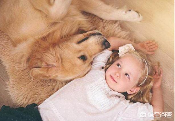 英国激飞猎犬和边牧:边境牧羊犬与其他狗狗相比，有什么优势？