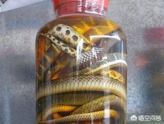 蛇酒壮阳吗，农村有些人家喜欢泡毒蛇酒，毒蛇需不需要去掉内脏再泡酒为什么