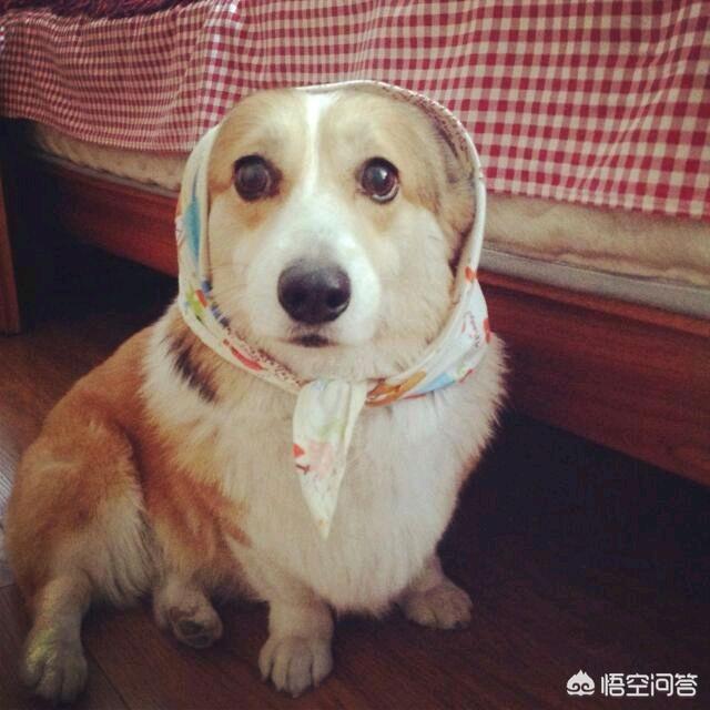 如何训练柯基幼犬:2个月柯基幼犬该怎么养？