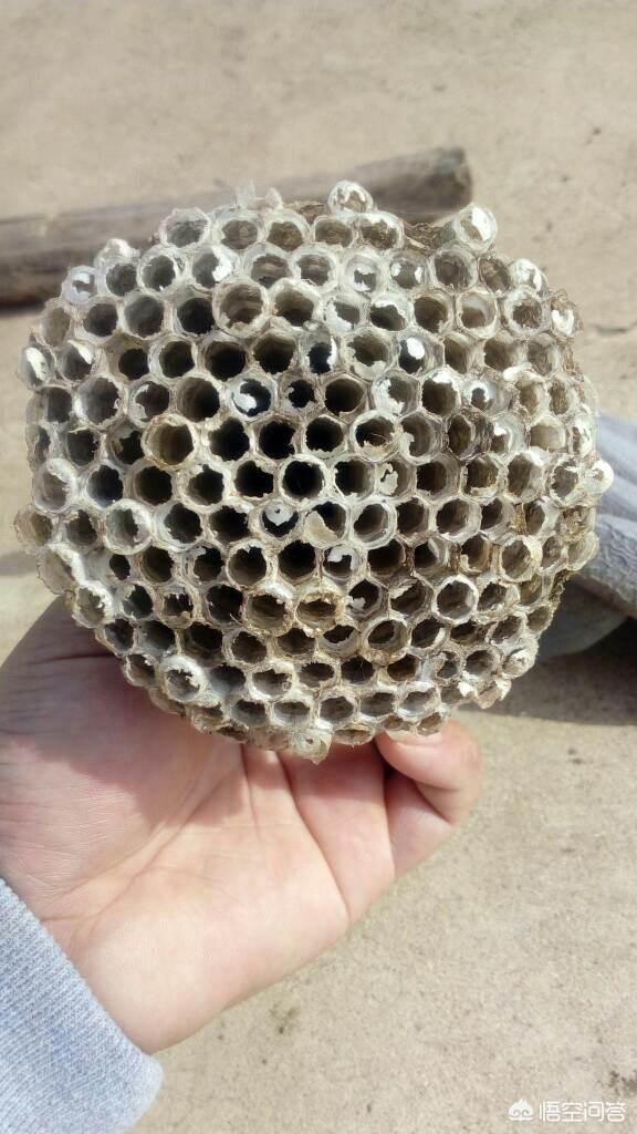 腐恋猫窝:你知道野生鸡枞菌是怎么生长的吗？