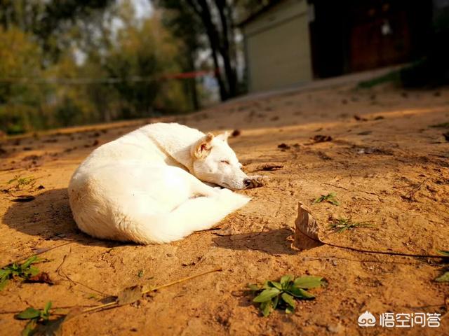 中华田园犬虐比特:哪些狗可以打得过比特犬？