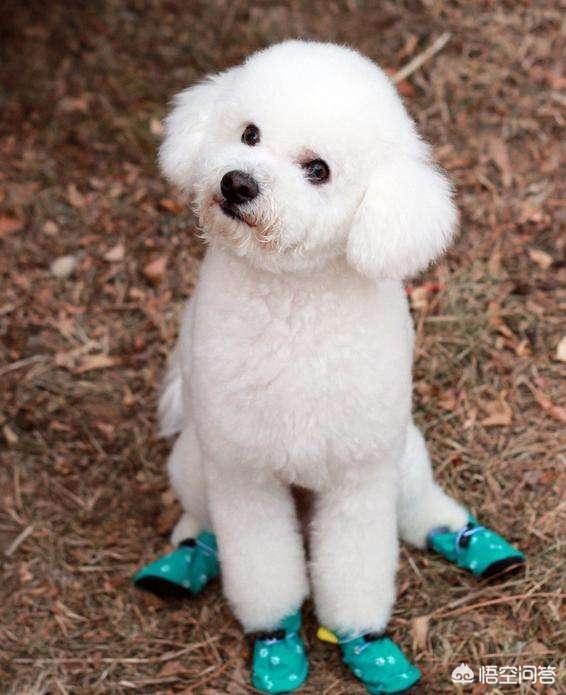 介绍贵妇人犬:宠物数量排行榜第一的泰迪狗，为何如此受欢迎？