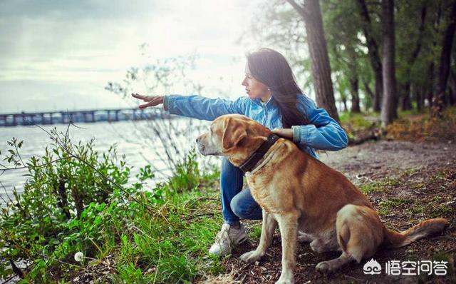 拉布拉多犬视频:养拉布拉多的过程中，哪些行为是在“害死”它？ 拉布拉多犬视频播放