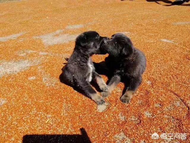 狗蚤的图片:怎么知道床上有没有跳蚤？