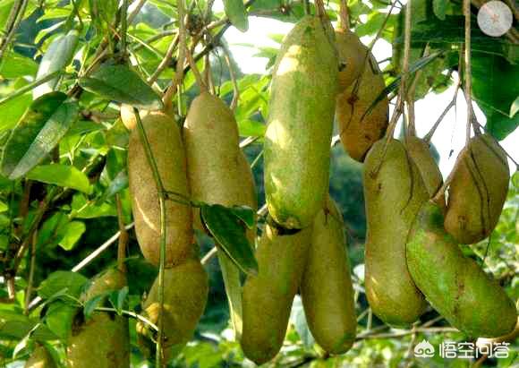 头条问答 - 有5万元在农村能做些什么挣钱的生意?