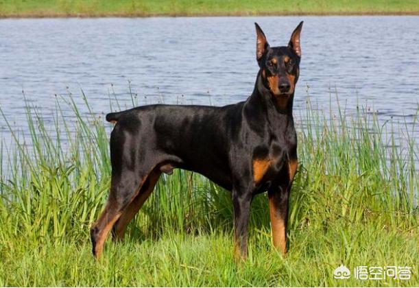纯杜宾狗照片:杜宾犬有什么优点，家里可以饲养吗？
