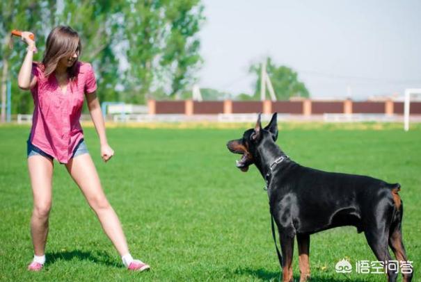 纯杜宾狗照片:杜宾犬有什么优点，家里可以饲养吗？
