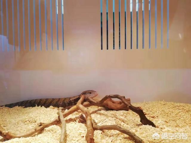 上海宠物展团购:哪里可以查到2018年宠物用品展会的信息？ 2021上海宠物展