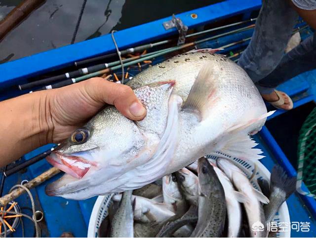 鲈鱼是海鱼吗？