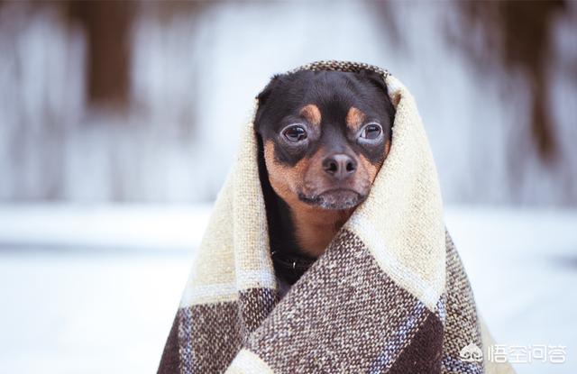 爱斯基摩雪橇犬在南极生活:爱斯基摩生活在南极还是北极 爱斯基摩人是怎么在冰天雪地里生活的？