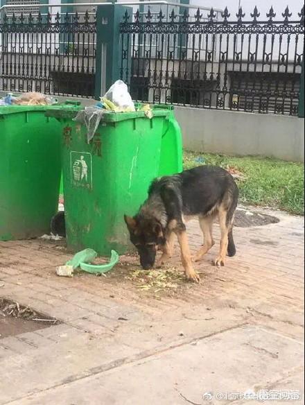 救助犬的遗言完整版:怎么看金东夫妻救助警犬反被罚的事件？