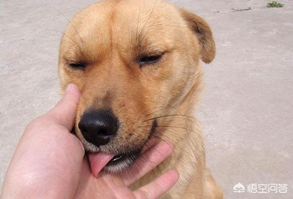 山东墨界黑狼58同城网:我国的哪种狼犬排行世界第一？为什么？