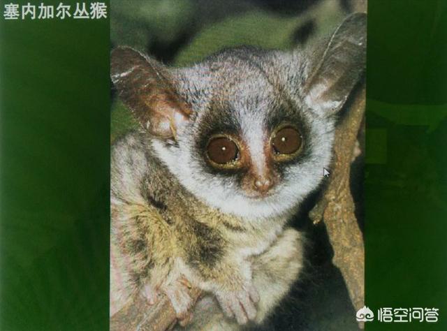跗猴科用英语怎么说:偏科用英语怎么说 猴、猿、猩猩有什么区别？