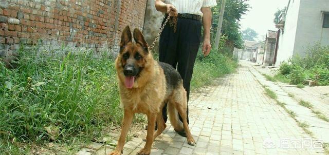 中国导盲犬品种:为什么在国内导盲犬不足200只，因为导盲犬引发的冲突却很多？ 导盲犬品种排名
