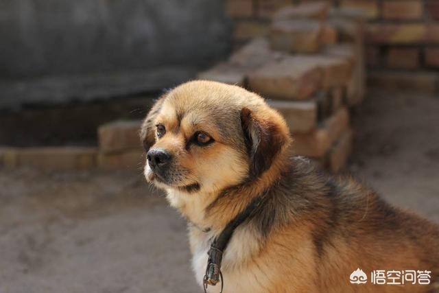 成都英斗犬:成都把中华田园犬列为22种禁养犬之一，你怎么看？