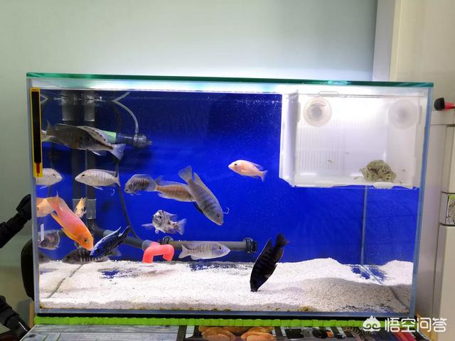 孔雀鱼论坛:新手用鱼缸养鱼要买哪些东西？