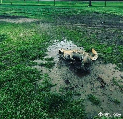 金毛体臭:金毛狗手上身上有味道，怎么去除太难闻了？